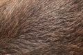 Brown bear (Ursus arctos) fur texture.