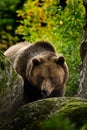 Brown bear, Ursus arctos, hideen behind the green moss stone. Face portrait of brown bear. Bear with open muzzle with big tooth.