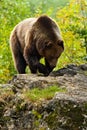Brown bear, Ursus arctos, hideen behind the tree trunk in the forest. Face portrait of brown bear. Bear with open muzzle with big
