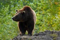 Brown bear, Ursus arctos, hideen behind the tree trunk in the forest. Face portrait of brown bear. Bear with open muzzle with big