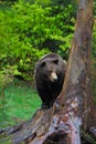 Brown bear, Ursus arctos, hideen behind the tree trunk in the forest