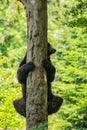 A brown bear, Ursus arctos, holding on tree trunk, peeking behind it