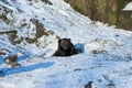 Brown bear (Ursus arctos)