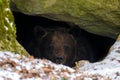 The brown bear Ursus arctos looks out of its den in the woods under a large rock Royalty Free Stock Photo