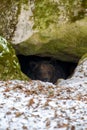 The brown bear Ursus arctos looks out of its den in the woods under a large rock Royalty Free Stock Photo