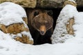 Brown bear Ursus arctos looks out of its den in the woods under a large rock in winter Royalty Free Stock Photo