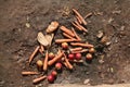 Brown bear (Ursus arctos) daily ration.