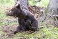 Brown bear ursus arctos sitting in spruce forest playing with branch