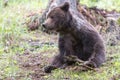 Brown bear ursus arctos sitting in spruce forest playing with branch