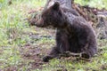 Brown bear ursus arctos sitting in spruce forest playing with branch