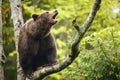 Brown bear (Ursus arctos), sitting on a tree