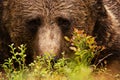 Brown bear, Ursus arctos with small sincere eyes in Finnish taiga forest, Northern Europe. Royalty Free Stock Photo