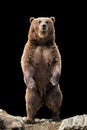 Big brown bear standing on his hind legs Royalty Free Stock Photo