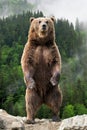 Big brown bear standing on his hind legs Royalty Free Stock Photo