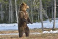 Brown bear (Ursus arctos) standing on his hind legs in spring forest. Royalty Free Stock Photo