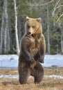 Brown bear (Ursus arctos) standing on his hind legs in spring forest. Royalty Free Stock Photo