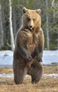 Brown bear (Ursus arctos) standing on his hind legs in spring forest. Royalty Free Stock Photo