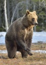 Brown bear (Ursus arctos) standing on his hind legs in spring forest. Royalty Free Stock Photo