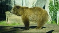Brown bear (Ursus arctos) in the sun in a zoo enclosure. mammal belonging to the Ursidae family Royalty Free Stock Photo