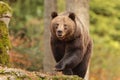 Female brown bear Ursus arctos very dangerously approaching in the woods