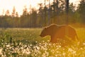 Brown bear (Ursus arctos) walking contra-sunset