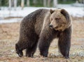 Brown Bear Ursus arctos Royalty Free Stock Photo