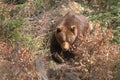 Brown bear Ursus arctos in wild nature Royalty Free Stock Photo