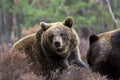 Brown bear (Ursus arctos) in winter forest