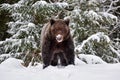 Brown bear Ursus arctos in winter forest. Snowfall. Natural habitat. Winter season