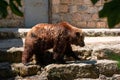 Brown bear (Ursus arctos) in the zoo Royalty Free Stock Photo