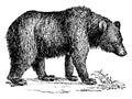 Brown bear, vintage engraving