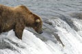 Brown bear waiting for salmon to jump