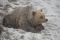 Brown bear waking up from hibernation.