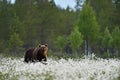 Brown bear walkinf in blooming cotton grass