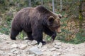 Brown bear walking along the forest