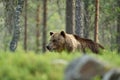 Brown bear walking behind a hill