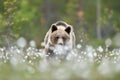 Brown bear walking through the blossoming cotton grass tufts, forest in the background