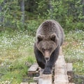 Brown bear walking on duckboards with an angry look