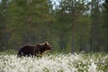 Brown bear walking in flourishing bog landscape at summer. Royalty Free Stock Photo