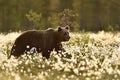 Brown bear walking in flourishing bog