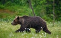 Brown bear is walking through a forest glade. Close-up.