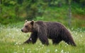 Brown bear is walking through a forest glade. Close-up.