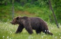 Brown bear is walking through a forest glade. Close-up.