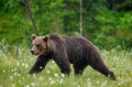 Brown bear is walking through a forest glade. Close-up.