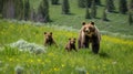 brown bear walking in the forest with her cubs Royalty Free Stock Photo