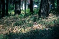 Brown bear walking in forest. Mini bear figure (or toy bear) at the park