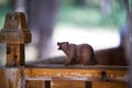 Brown bear walking in forest. Mini bear figure (or toy bear) at the park