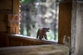 Brown bear walking in forest. Mini bear figure (or toy bear) at the park