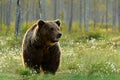 Brown bear walking in forest, morning light. Dangerous animal in nature taiga and meadow habitat. Wildlife scene from Finland near