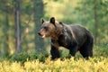Brown bear walking in a forest at summer. Royalty Free Stock Photo